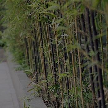 Sustainability Leadership